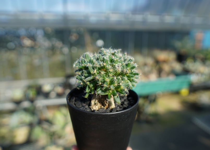 トリコディアデマ デンサム Trichodiadema densum No.3 | mana