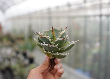 Agave titanota FO-76  D NO.3