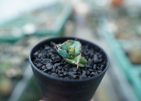 アガベ　チタノタ　 ブラックアンドブルー 　Agave titanota black and blue　No.2
