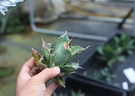 Agave titanota fo-76