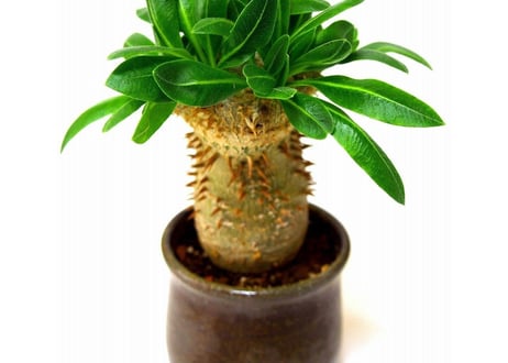 Pachypodium brevicaule 恵比寿笑い