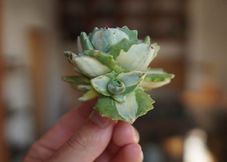 アガベ　王妃雷神錦　白中斑　Agave　“Ohi Raijin Nishiki Shironakahu”