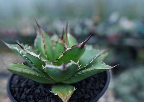 アガベ　チタノタ　Agave titanota　No.1
