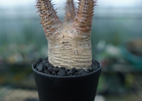 パキポディウム　グラキリス　Pachypodium gracilius　No.5