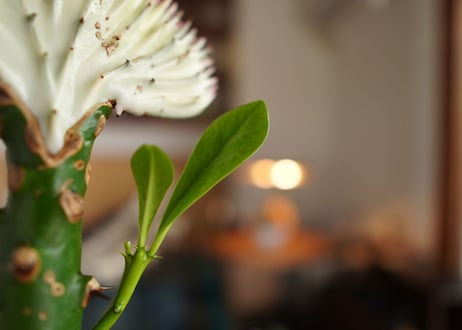 ユーフォルビア  ラクテア  マハラジャ  Euphorbia lactea  f.cristata