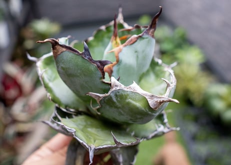 Agave B&B  №1