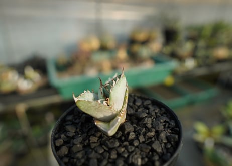 アガベ　チタノタ　ホワイトアイス 　agave titanota whiteice No.1