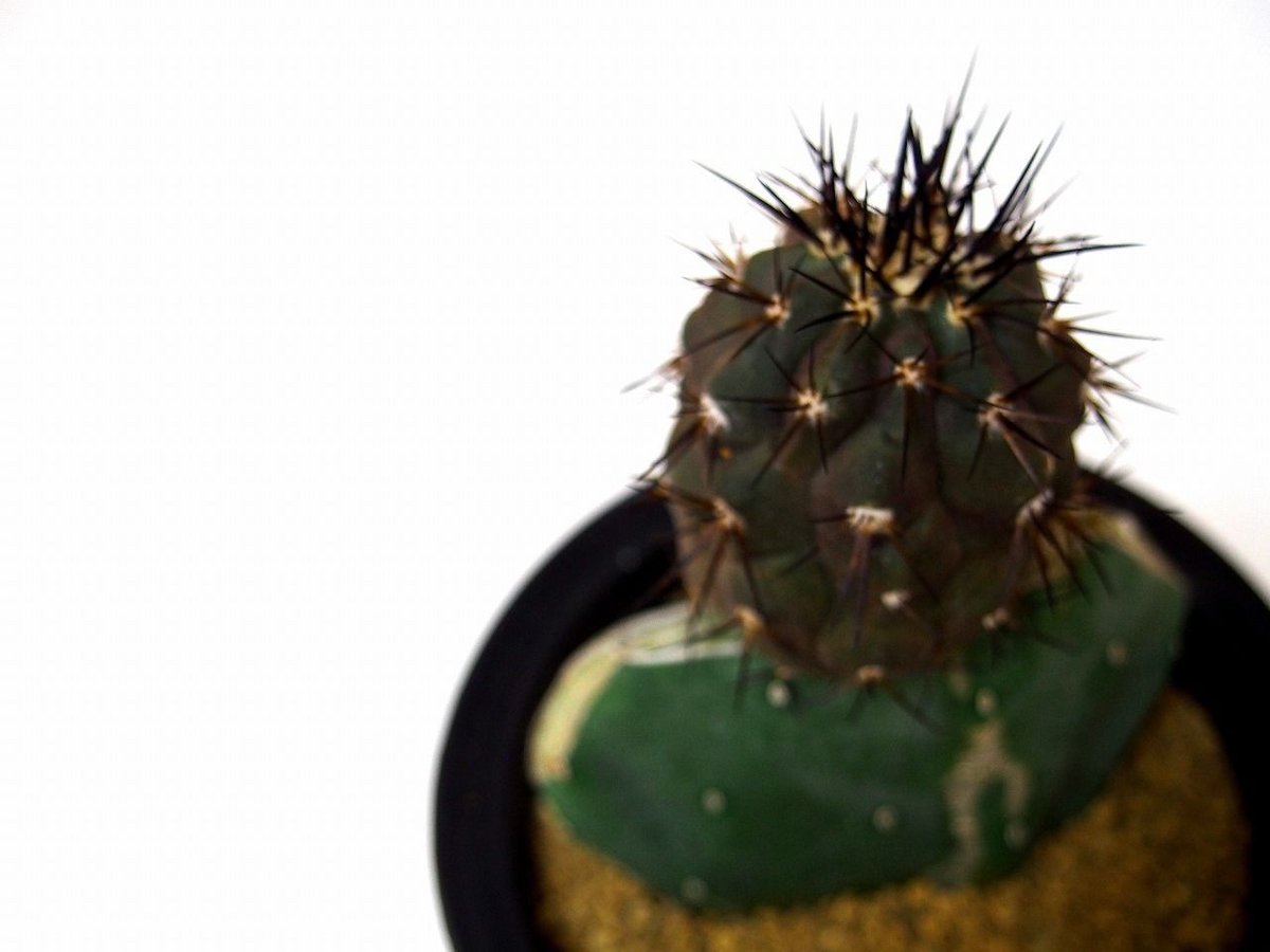 Copiapoa cinerea コピアポア 黒王丸 接ぎ木 | mana's green:...