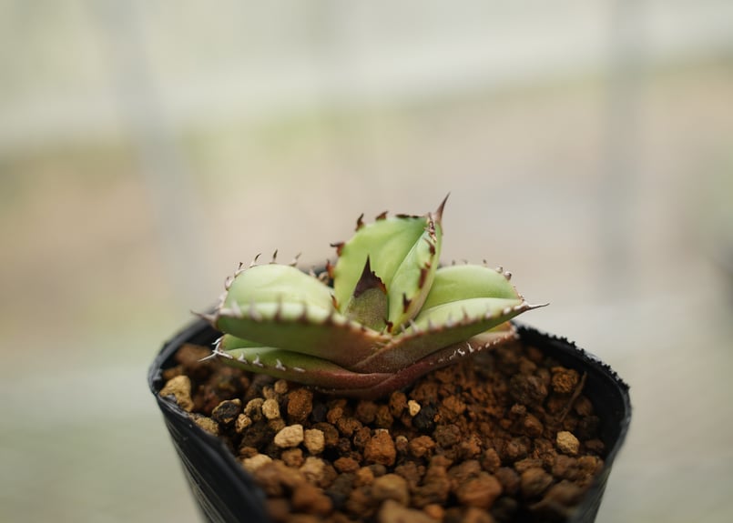 アガベ オテロイ 沖縄実生 No.3 | mana's farm:塊根植物・アガベ