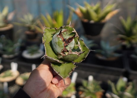 agave　titanota　ブラックアンドブルー　No.11