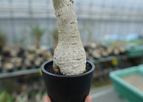 ウンカリーナ　グランディディエリ　Uncarina grandidieri