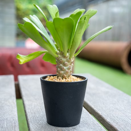 ポイゾニー錦 | STORES