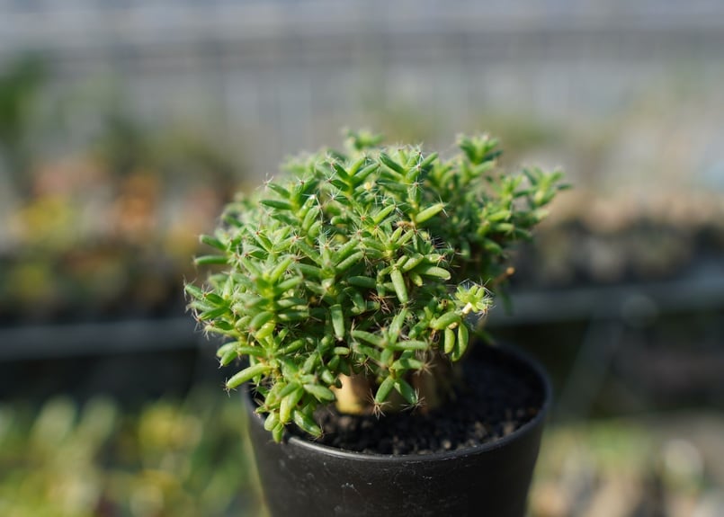 トリコディアデマ ステラツム Trichodiadema stellatum | mana's