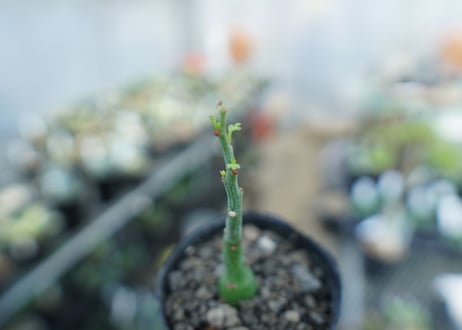 アデニア　グラウカ　Adenia Glauca　No.4