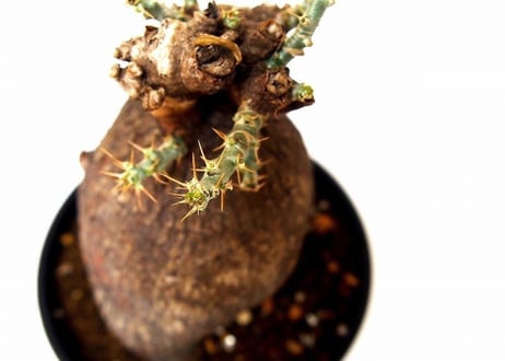 パキポディウム　ビスピノーサム　Pachypodium bispinosum