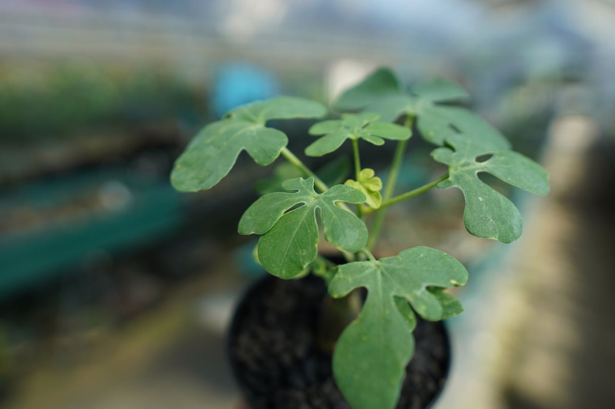 アデニア グラウカ Adenia Glauca No.3 | mana's farm:塊根植物