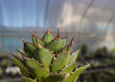 agave titanota 剣竜　No.12