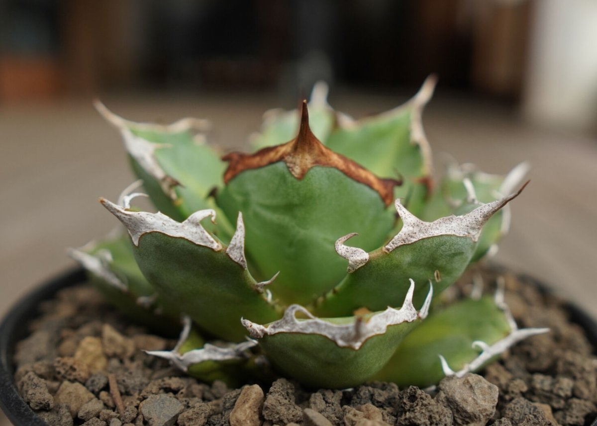 アガベ チタノタ 鬼爪 雪峰 Agave titanota “Onitsume Yukimi...