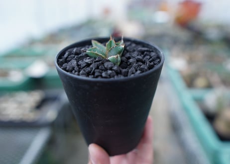 アガベ　チタノタ　 ブラックアンドブルー 　Agave titanota black and blue　No.14