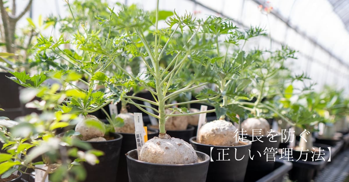 これが徒長の原因】正しい管理と育成方法 | mana's farm:塊根植物