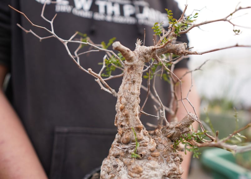 オペルクリカリア パキプス No.2 | mana's farm:塊根植物・アガベ