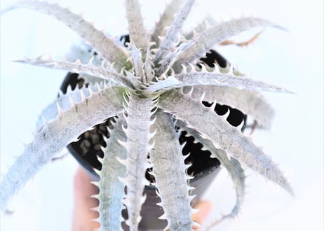 Dyckia delicat golden form F1 X (Arizona X ML)
