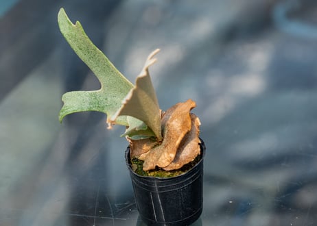 P. willinckii 'Nano' (spore)