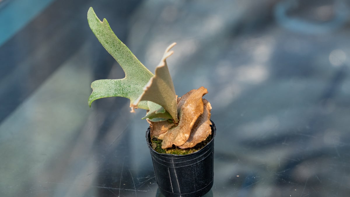 P. willinckii 'Nano' (spore) | mana's farm:塊根植物