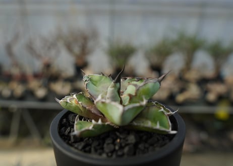 アガベ　チタノタ　 ブラックアンドブルー 　Agave titanota black and blue　No.2