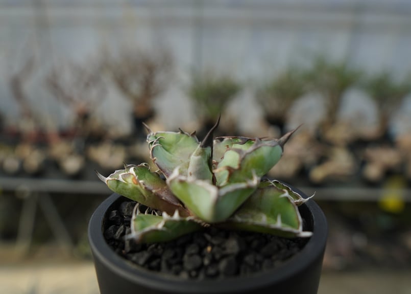 アガベ チタノタ ブラックアンドブルー Agave titanota black
