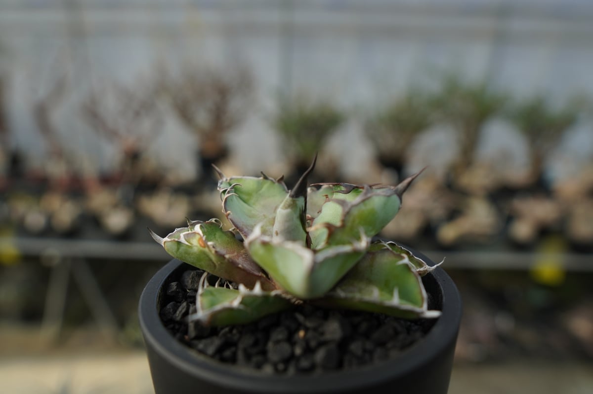 アガベ チタノタ ブラックアンドブルー Agave titanota black and