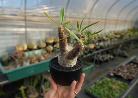 パキポディウム　グラキリス　 Pachypodium Gracilius  No.7