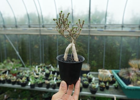 姫紅小松　Trichodiadema bulbosum
