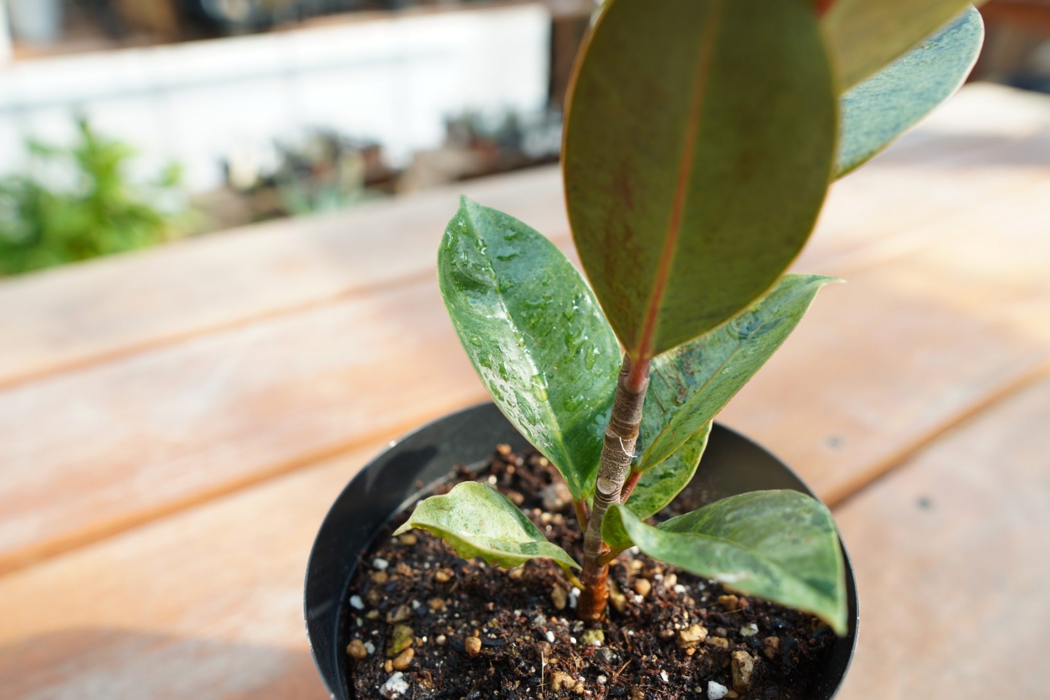 フィカス ジン Ficus elastica ”Jin” | mana's farm:塊根植物