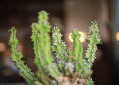 ユーフォルビア ノベリー　Euphorbia knobelii