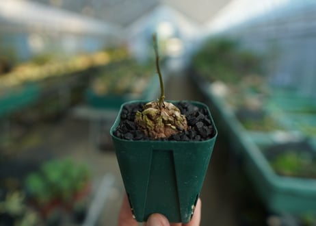 亀甲竜　Dioscorea elephantipes　No.1