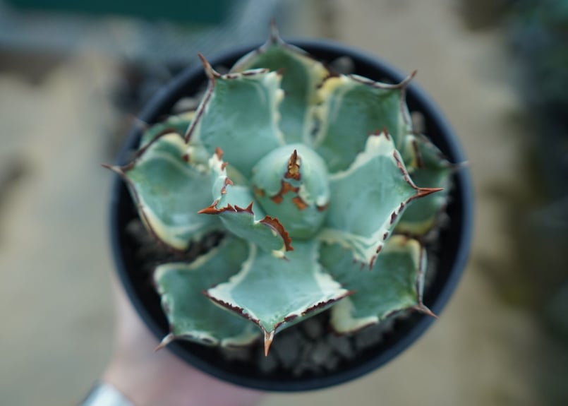 アガベ 兜蟹錦 連棘 Agave isthmensis “Kabutogani” varieg