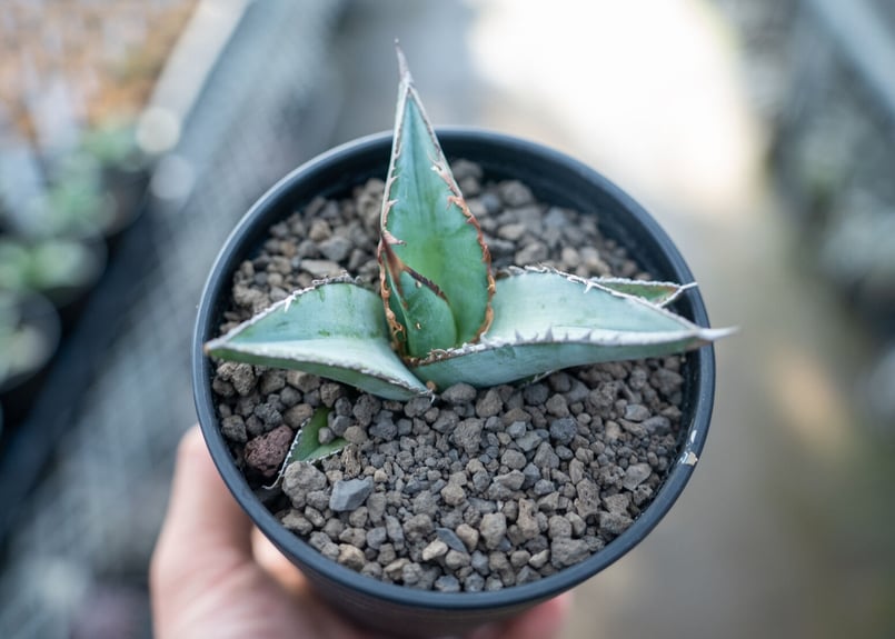 アガベ オテロイ agave oteroi No.3 | mana's farm:塊根植物・ア