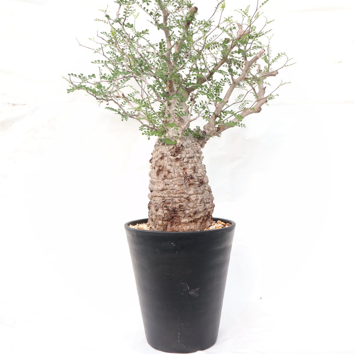 オペルクリカリア パキプス no.8 | mana's farm:塊根植物・アガベ