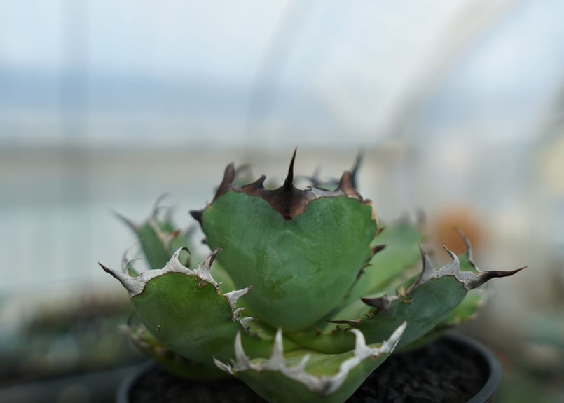 アガベ チタノタ 黒鯨 Agave titanota black whales No.1 | アガベ チタノタ 黒鯨 Agave titanota black whales No.1 |