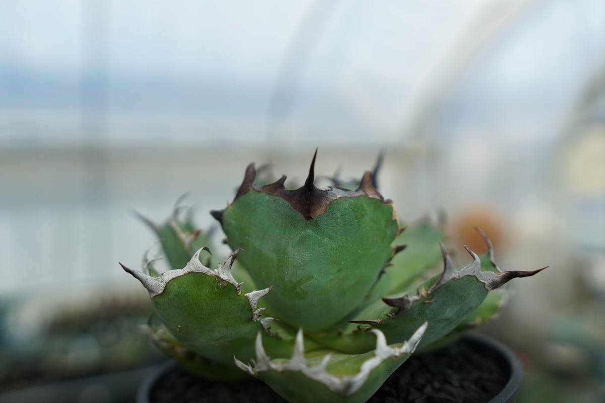 アガベ チタノタ 黒鯨 Agave titanota black whales No.1 | アガベ チタノタ 黒鯨 Agave titanota black whales No.1 |