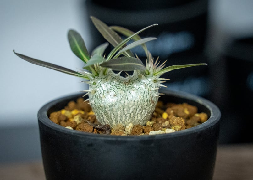 パキポディウム ホロンベンセ Pachypodium horombense | mana's