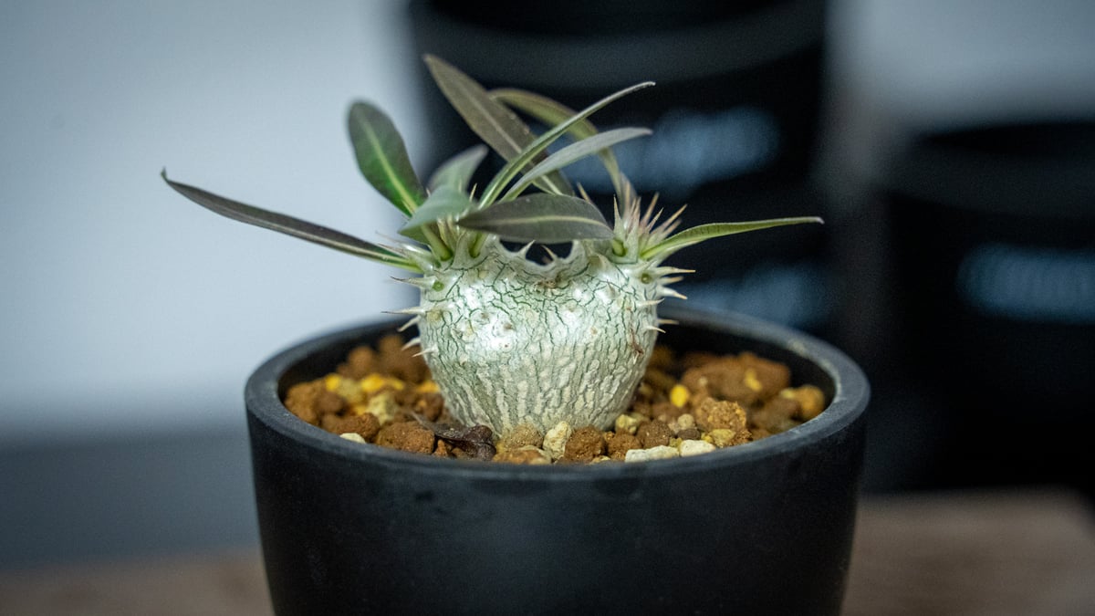 パキポディウム ホロンベンセ Pachypodium horombense | mana's