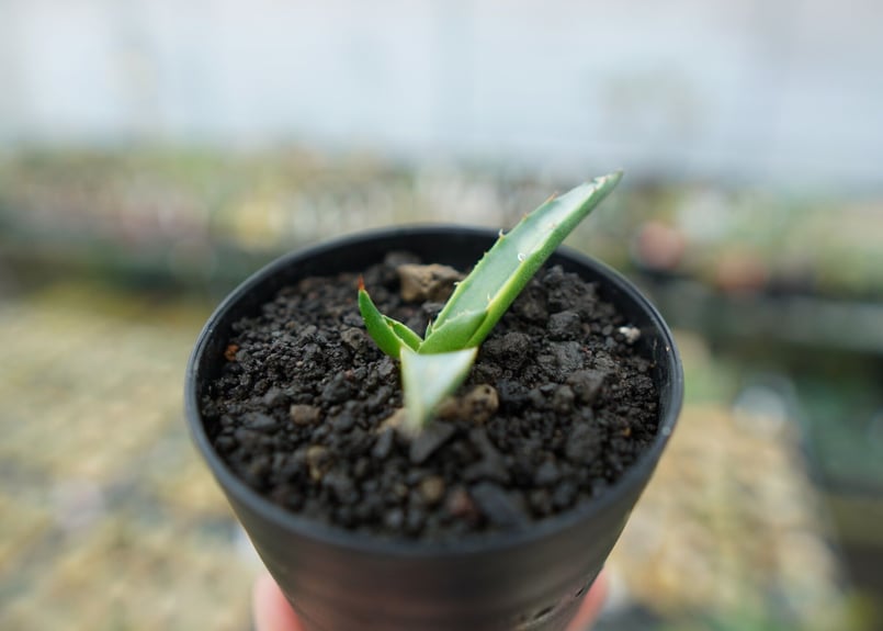 Agave シャークスキン | hanayoshi-botanical