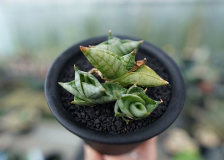 サンセベリア ボンセレンシス スーパードワーフ　 Sansevieria Boncellensis superdwarf