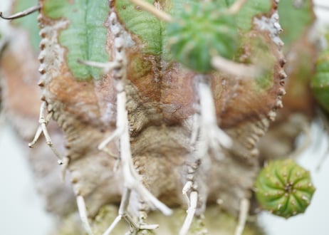 Euphorbia valida
