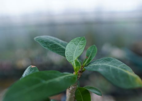 アデニウム　Adenium　No.2