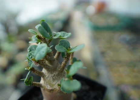アデニウム　Adenium　No.4
