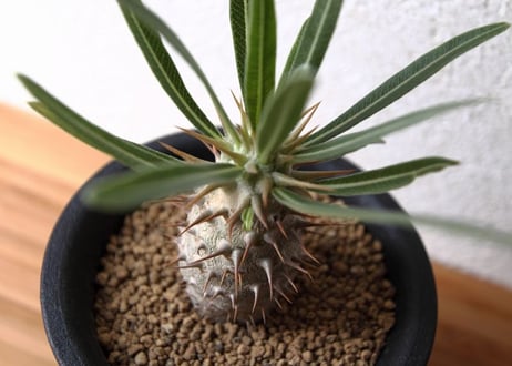 パキポディウム　ロスラーツム　Pachypodium rosulatum