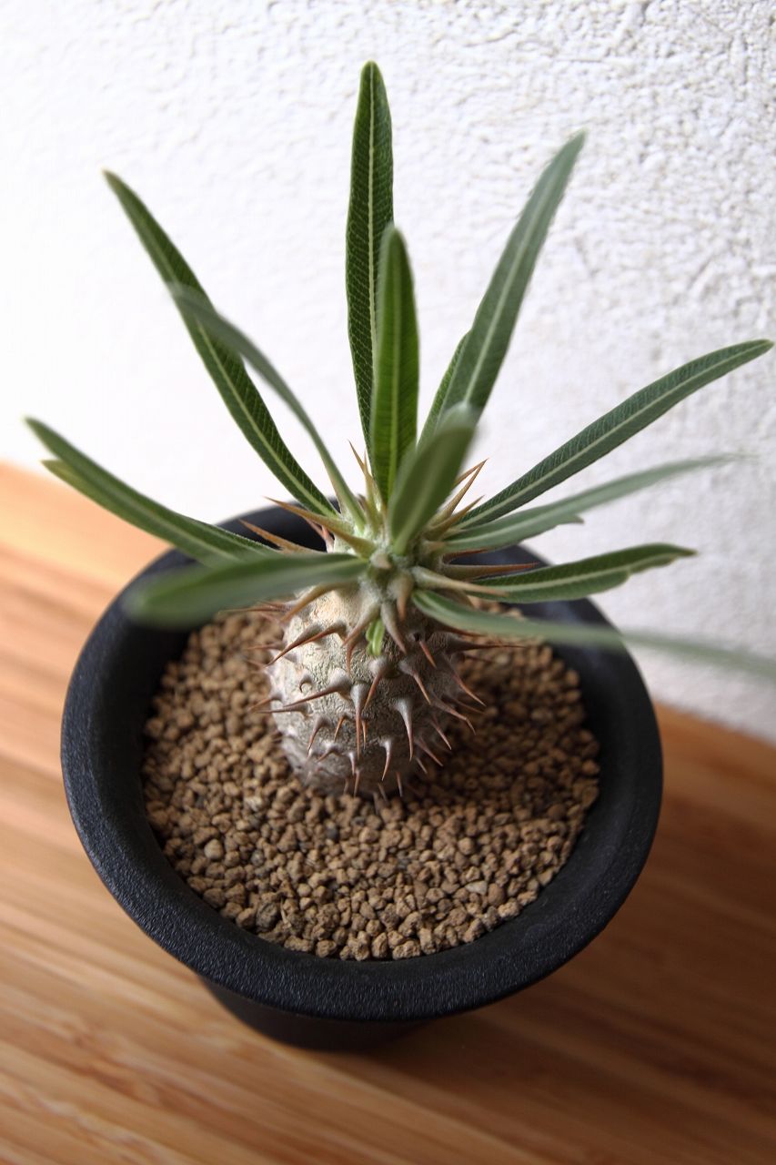 パキポディウム ロスラーツム Pachypodium rosulatum | mana's f